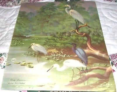 Vintage Walter Alois Weber Blue Heron Birds Print Nature Nat Geo Egret • $19.99