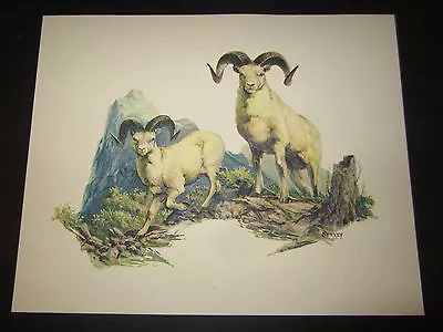 Old Vintage Wildlife PRINT - Dall Sheep Ram - Fred Sweney - Heavily Embossed  • $8.99