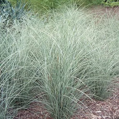 Miscanthus Sinensis Morning Light - Japanese Silver Grass - Plant In 9 Cm Pot • £11.80