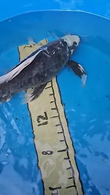 18in Butterfly Kumonryu Japanese Koi Live Imported • $600