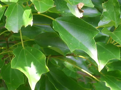 20 TRIDENT MAPLE SEEDS - Acer Buergerianum • $5