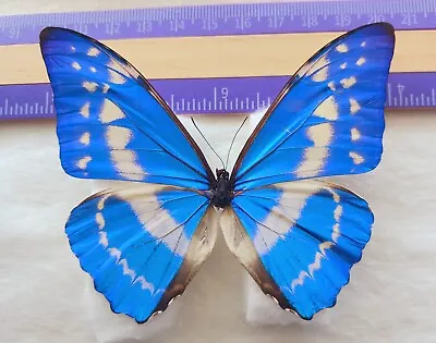 Morpho Cypris Male From Peru  Mounted Riker Framed #27 • $95