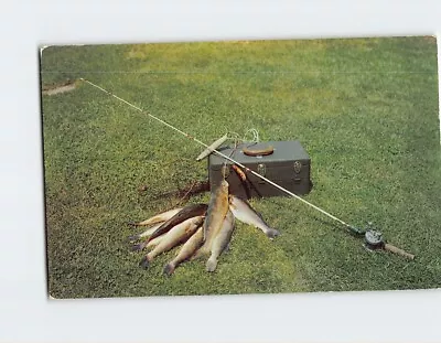 Postcard A Nice Catch Greetings From Manitowish Waters Wisconsin USA • $9.09