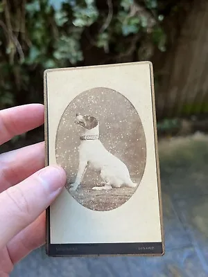 RARE Victorian CDV Dinard Ordinaire Dog Jack Russell Begging Portrait • £40