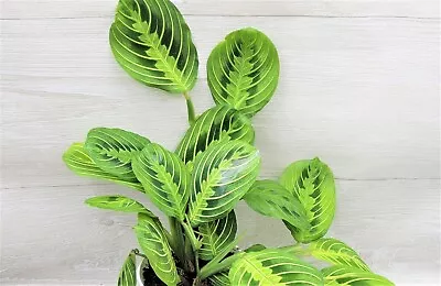 Maranta Lemon Lime Prayer Plant Maranta Leuconeura 'Marisela' In 3  Pot • $12.99