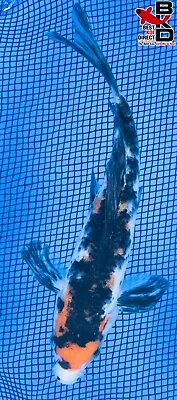 7  BUTTERFLY SANKE Live Koi Fish Garden Pond 4/22 • $31.99