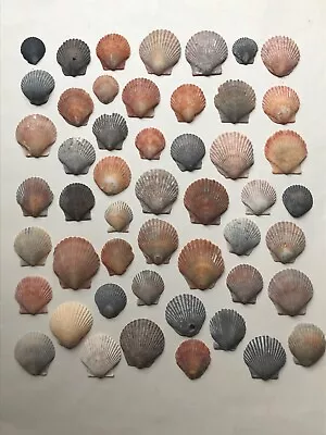 50 Colorful Scallop 1  Orv Smaller Seashells Real FL Crafting Sea Shell Lot • $12.50