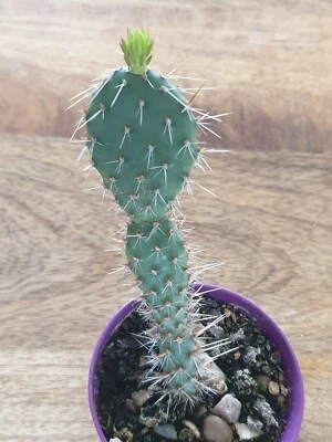 £5 • Buy Frost-resistant Prickly Pear, In Front Of The House, Pots 7cm