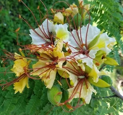 Delonix Elata | White Poinciana | Yellow Gul Mohur | Creamy Peacock | 5_Seeds • $11.95