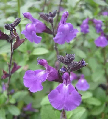 3x Salvia Javier Plug Plants Aromatic Ornamental Sage Perennial Purple Flowers • £8.49