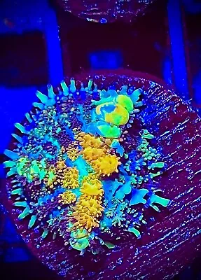 TCK Powerball Bounce Mushroom First 3 Pics Coral King Wysiwyg Live Coral Frag • $132.50