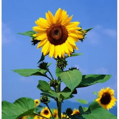 Sunflower Mammoth Grey Stripe 500 Seeds  Newly Harvested 8-12 Foot Tall • $12.99