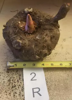 2 Lb 11 Oz Amorphophallus Konjac 6.0 Inch Bulb Tuber Corm Voodoo Lily Rivieri • $50