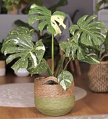 Monstera Thai Constellation Live Plant  Variegated Monstera • $25