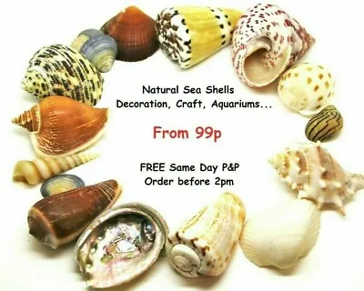 Shells Seashells Craft Shells Beach Shells Individual Wedding Shells Sea Shells • £2.99