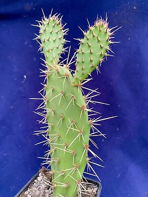 £4.75 • Buy Opuntia Littorals - Approx 15cm Tall Plant