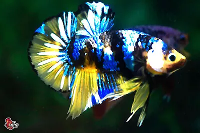 Live Betta Fish Aquarium Fancy Koi Yellow Galaxy Male Hmpk #F741 Thailand Seller • $10
