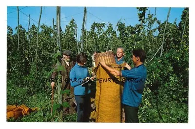 Hop Picking In Kent. Postcard By Bennett Not Postally Used • £1.75