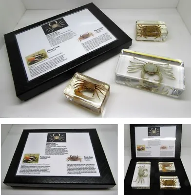 Crustaceans In Resin - Real Crab Marine Nature Set In Quality Gift Display Box • £17.95