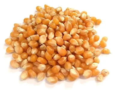 £2.42 • Buy Popping Corn Kernals Seeds 100% Natural Grade A Premium Quality Free UK P&P