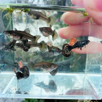 $18.95 • Buy 1 Pair - Red Dragon BDS Guppy High Quality Live Guppy Fish - USA Seller