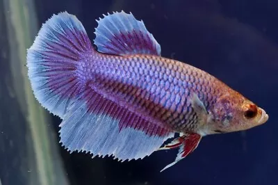 Half Moon Female Siamese Fighting Fish Betta Splendens 4cm • £20