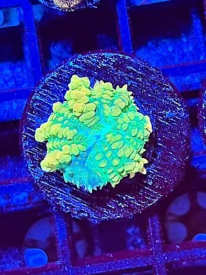 Tequila Sunrise Bounce Mushroom Coral King Wysiwyg Live Coral Frag • $15.50