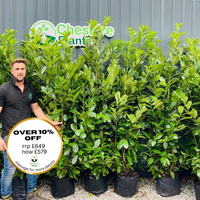 6-7ft Laurel Hedging X 10 For £649 FREE DELIVERY • £649