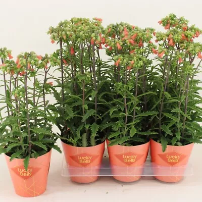 T&M Houseplant Kalanchoe Blossfeldiana Lucky Bells 1x 14cm Potted Plant • £20.99