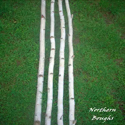 $57.99 • Buy 4 Medium White Birch Poles 4'