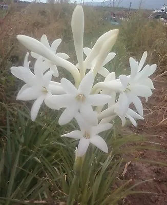 7 Single Mexican Tuberose Polianthes Lily SMALL BULBS~Fragrant~Heat Hardy • $19.99