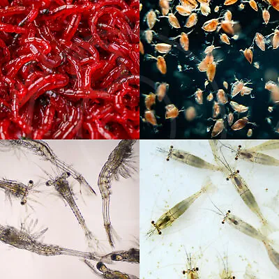 Live Fish Food 140ml Bloodworm Daphnia Mysis 200ml River Shrimp Bags Feed  • £12.99