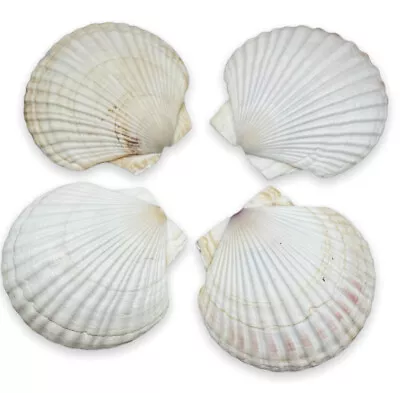 Irish Scallop Sea Shells Large 5” X4 Cooking Baking Crafts Serving Table Euc • $18.99