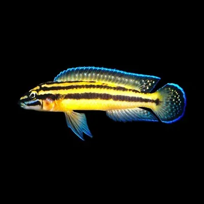 Kipili Regan's Julie | Julidochromis Regani «Kipili» | Lake Tanganyika Cichlid • £13.92