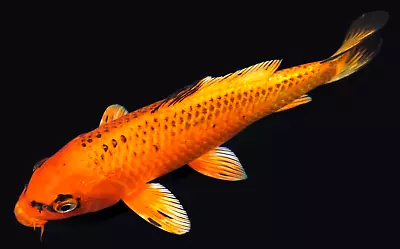 Live Koi Fish 10-11  Orange Matsuba Male Koibay • $125
