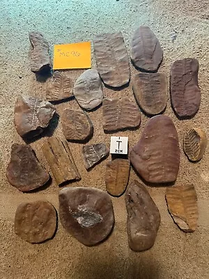 Mazon Creek Fossils !!   Lot Of 20 Pcs. Mostly Ferns !!  See Photos !! #MC96 • $35