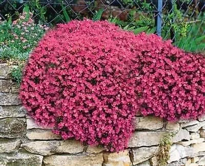 £2.99 • Buy 50 Red Aubrietia Seeds Aubretia Alpine Rock Garden Plant Perennial