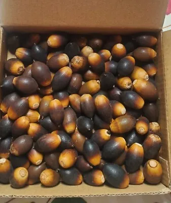 100 Real HEAT TREATED LIVE OAK ACORNS Only  (No Caps) Crafts Holiday Decor  • $6.59