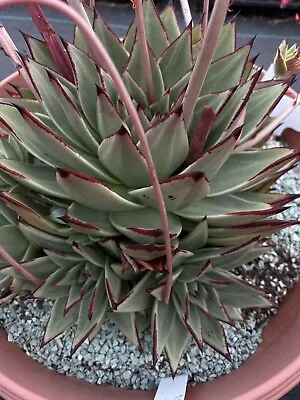 20x Seeds Echeveria Agavoides White Ebony( Wide Leaf Form) Rare • $10