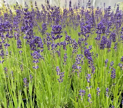 English Lavender Angustifolia Dwarf Perennial Plant 6 X 8cm Pots Potfull • £15.99