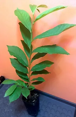 PawPaw Asimina Triloba Tree 18  - 24  Tall Live Plant In 3.5  X 9  Air Prune Pot • $34.99