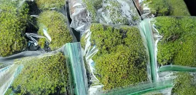 Premium✨Live Superb Fresh Moss 🌱 Zip Lock Bag - FULL BAG Terrarium Vivarium • $8.85
