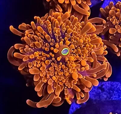 Super Orange Ricordea Yuma Mushroom * Live Coral Frag * AJ's Aquariums • $49.99