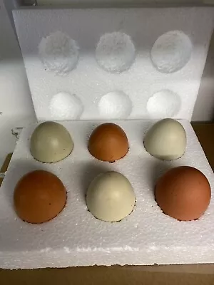 6 Fertile Chicken Eggs For Hatching • £7