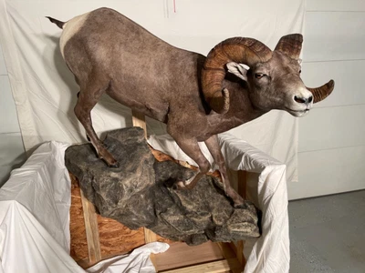 $26500 • Buy Montana Bighorn Sheep Taxidermy