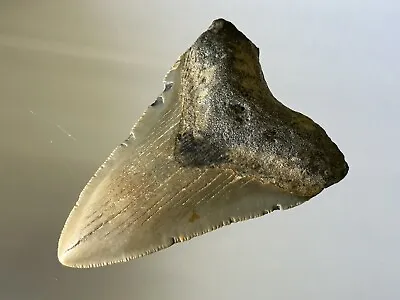 (#7) Huge Megalodon Giant Shark Tooth Teeth Extinct Fossil • $50