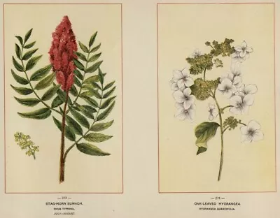 Staghorn Sumac & Hydrangea: Genuine 1894 Wildflower Chromolithograph Botanicals • $15.92