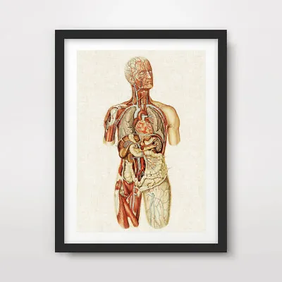 HUMAN ANATOMY MEDICAL DIAGRAM ART PRINT Poster Antique Wall Chart Illustration • $18.66