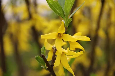 1 PLANT Forsythia Viridissima YELLOW FLOWER Forsizia Rare Plant No Magnolia • £18.44