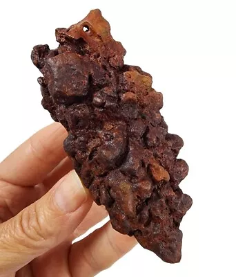 $9.99 • Buy Prehistoric Turtle Dung Coprolite Fossil Poop 165 Grams